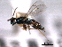  ( - CNCHYM 012190)  @11 [ ] CreativeCommons - Attribution (2012) CNC/CBG Photography Group Centre for Biodiversity Genomics