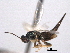  ( - CNCHYM 012191)  @11 [ ] CreativeCommons - Attribution (2012) CNC/CBG Photography Group Centre for Biodiversity Genomics