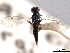 ( - CNCHYM 012194)  @11 [ ] CreativeCommons - Attribution (2012) CNC/CBG Photography Group Centre for Biodiversity Genomics