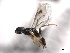  ( - CNCHYM 012195)  @11 [ ] CreativeCommons - Attribution (2012) CNC/CBG Photography Group Centre for Biodiversity Genomics