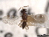  ( - CNCHYM 012196)  @11 [ ] CreativeCommons - Attribution (2012) CNC/CBG Photography Group Centre for Biodiversity Genomics