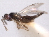  ( - CNCHYM 012197)  @11 [ ] CreativeCommons - Attribution (2012) CNC/CBG Photography Group Centre for Biodiversity Genomics