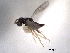  (Eulonchetron grissellium - CNCHYM 012211)  @11 [ ] CreativeCommons - Attribution (2012) CNC/CBG Photography Group Centre for Biodiversity Genomics