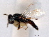  ( - CNCHYM 012226)  @11 [ ] CreativeCommons - Attribution (2012) CNC/CBG Photography Group Centre for Biodiversity Genomics