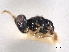  ( - CNCHYM 012227)  @11 [ ] CreativeCommons - Attribution (2012) CNC/CBG Photography Group Centre for Biodiversity Genomics