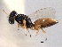  ( - CNCHYM 012243)  @11 [ ] CreativeCommons - Attribution (2012) CNC/CBG Photography Group Centre for Biodiversity Genomics