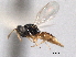  ( - CNCHYM 012244)  @11 [ ] CreativeCommons - Attribution (2012) CNC/CBG Photography Group Centre for Biodiversity Genomics