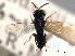  ( - CNCHYM 012245)  @11 [ ] CreativeCommons - Attribution (2012) CNC/CBG Photography Group Centre for Biodiversity Genomics