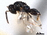  ( - CNCHYM 012246)  @11 [ ] CreativeCommons - Attribution (2012) CNC/CBG Photography Group Centre for Biodiversity Genomics