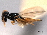  ( - CNCHYM 012247)  @12 [ ] CreativeCommons - Attribution (2012) CNC/CBG Photography Group Centre for Biodiversity Genomics