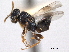  ( - CNCHYM 012248)  @11 [ ] CreativeCommons - Attribution (2012) CNC/CBG Photography Group Centre for Biodiversity Genomics