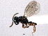  ( - CNCHYM 012249)  @11 [ ] CreativeCommons - Attribution (2012) CNC/CBG Photography Group Centre for Biodiversity Genomics