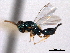  (Hypopteromalus inimicus - CNCHYM 012251)  @11 [ ] CreativeCommons - Attribution (2012) CNC/CBG Photography Group Centre for Biodiversity Genomics