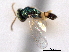  ( - CNCHYM 012253)  @11 [ ] CreativeCommons - Attribution (2012) CNC/CBG Photography Group Centre for Biodiversity Genomics