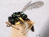  ( - CNCHYM 012254)  @11 [ ] CreativeCommons - Attribution (2012) CNC/CBG Photography Group Centre for Biodiversity Genomics