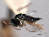  ( - CNCHYM 012255)  @11 [ ] CreativeCommons - Attribution (2012) CNC/CBG Photography Group Centre for Biodiversity Genomics