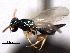  ( - CNCHYM 012257)  @11 [ ] CreativeCommons - Attribution (2012) CNC/CBG Photography Group Centre for Biodiversity Genomics