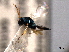  ( - CNCHYM 012258)  @12 [ ] CreativeCommons - Attribution (2012) CNC/CBG Photography Group Centre for Biodiversity Genomics