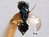  (Hypopteromalus tabacum - CNCHYM 012259)  @11 [ ] CreativeCommons - Attribution (2012) CNC/CBG Photography Group Centre for Biodiversity Genomics