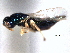  ( - CNCHYM 012314)  @11 [ ] CreativeCommons - Attribution (2012) CNC/CBG Photography Group Centre for Biodiversity Genomics