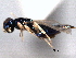  ( - CNCHYM 012315)  @11 [ ] CreativeCommons - Attribution (2012) CNC/CBG Photography Group Centre for Biodiversity Genomics