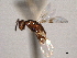  ( - CNCHYM 016659)  @11 [ ] CreativeCommons - Attribution (2012) CNC/CBG Photography Group Centre for Biodiversity Genomics