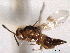  ( - CNCHYM 016660)  @11 [ ] CreativeCommons - Attribution (2012) CNC/CBG Photography Group Centre for Biodiversity Genomics