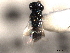  ( - CNCHYM 016673)  @11 [ ] CreativeCommons - Attribution (2012) CNC/CBG Photography Group Centre for Biodiversity Genomics