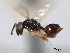  (Polstonia quadriplana - CNCHYM 016744)  @11 [ ] CreativeCommons - Attribution (2012) CNC/CBG Photography Group Centre for Biodiversity Genomics