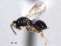  ( - CNCHYM 016745)  @11 [ ] CreativeCommons - Attribution (2012) CNC/CBG Photography Group Centre for Biodiversity Genomics