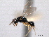  ( - CNCHYM 016746)  @11 [ ] CreativeCommons - Attribution (2012) CNC/CBG Photography Group Centre for Biodiversity Genomics
