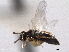  ( - CNCHYM 016759)  @11 [ ] CreativeCommons - Attribution (2012) CNC/CBG Photography Group Centre for Biodiversity Genomics