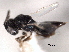  ( - CNCHYM 016768)  @11 [ ] CreativeCommons - Attribution (2012) CNC/CBG Photography Group Centre for Biodiversity Genomics