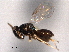  ( - CNCHYM 016771)  @11 [ ] CreativeCommons - Attribution (2012) CNC/CBG Photography Group Centre for Biodiversity Genomics