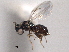  ( - CNCHYM 016772)  @11 [ ] CreativeCommons - Attribution (2012) CNC/CBG Photography Group Centre for Biodiversity Genomics