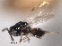  ( - CNCHYM 016773)  @11 [ ] CreativeCommons - Attribution (2012) CNC/CBG Photography Group Centre for Biodiversity Genomics
