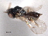  ( - CNCHYM 016774)  @11 [ ] CreativeCommons - Attribution (2012) CNC/CBG Photography Group Centre for Biodiversity Genomics