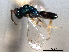  ( - CNCHYM 016777)  @11 [ ] CreativeCommons - Attribution (2012) CNC/CBG Photography Group Centre for Biodiversity Genomics