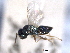  ( - CNCHYM 016822)  @11 [ ] CreativeCommons - Attribution (2012) CNC/CBG Photography Group Centre for Biodiversity Genomics