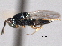  ( - CNCHYM 016823)  @11 [ ] CreativeCommons - Attribution (2012) CNC/CBG Photography Group Centre for Biodiversity Genomics