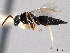 ( - CNCHYM 016824)  @11 [ ] CreativeCommons - Attribution (2012) CNC/CBG Photography Group Centre for Biodiversity Genomics