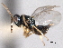  ( - CNCHYM 016825)  @11 [ ] CreativeCommons - Attribution (2012) CNC/CBG Photography Group Centre for Biodiversity Genomics