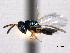  ( - CNCHYM 016826)  @11 [ ] CreativeCommons - Attribution (2012) CNC/CBG Photography Group Centre for Biodiversity Genomics