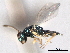  ( - CNCHYM 016829)  @11 [ ] CreativeCommons - Attribution (2012) CNC/CBG Photography Group Centre for Biodiversity Genomics