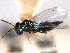  ( - CNCHYM 016830)  @11 [ ] CreativeCommons - Attribution (2012) CNC/CBG Photography Group Centre for Biodiversity Genomics