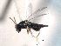  ( - CNCHYM 016831)  @13 [ ] CreativeCommons - Attribution (2012) CNC/CBG Photography Group Centre for Biodiversity Genomics