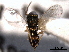  ( - CNCHYM 016839)  @11 [ ] CreativeCommons - Attribution (2012) CNC/CBG Photography Group Centre for Biodiversity Genomics
