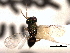  ( - CNCHYM 016841)  @11 [ ] CreativeCommons - Attribution (2012) CNC/CBG Photography Group Centre for Biodiversity Genomics