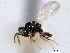  (Sceptrothelys parviclava - CNCHYM 017090)  @11 [ ] CreativeCommons - Attribution (2012) CNC/CBG Photography Group Centre for Biodiversity Genomics