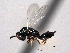  ( - CNCHYM 017154)  @11 [ ] CreativeCommons - Attribution (2012) CNC/CBG Photography Group Centre for Biodiversity Genomics